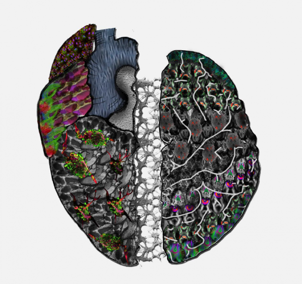 «Море клеток» и «сияние в сердце»: конкурс научных фото системы кровообращения