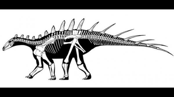 Найден самый древний стегозавр. Останкам 168 млн лет